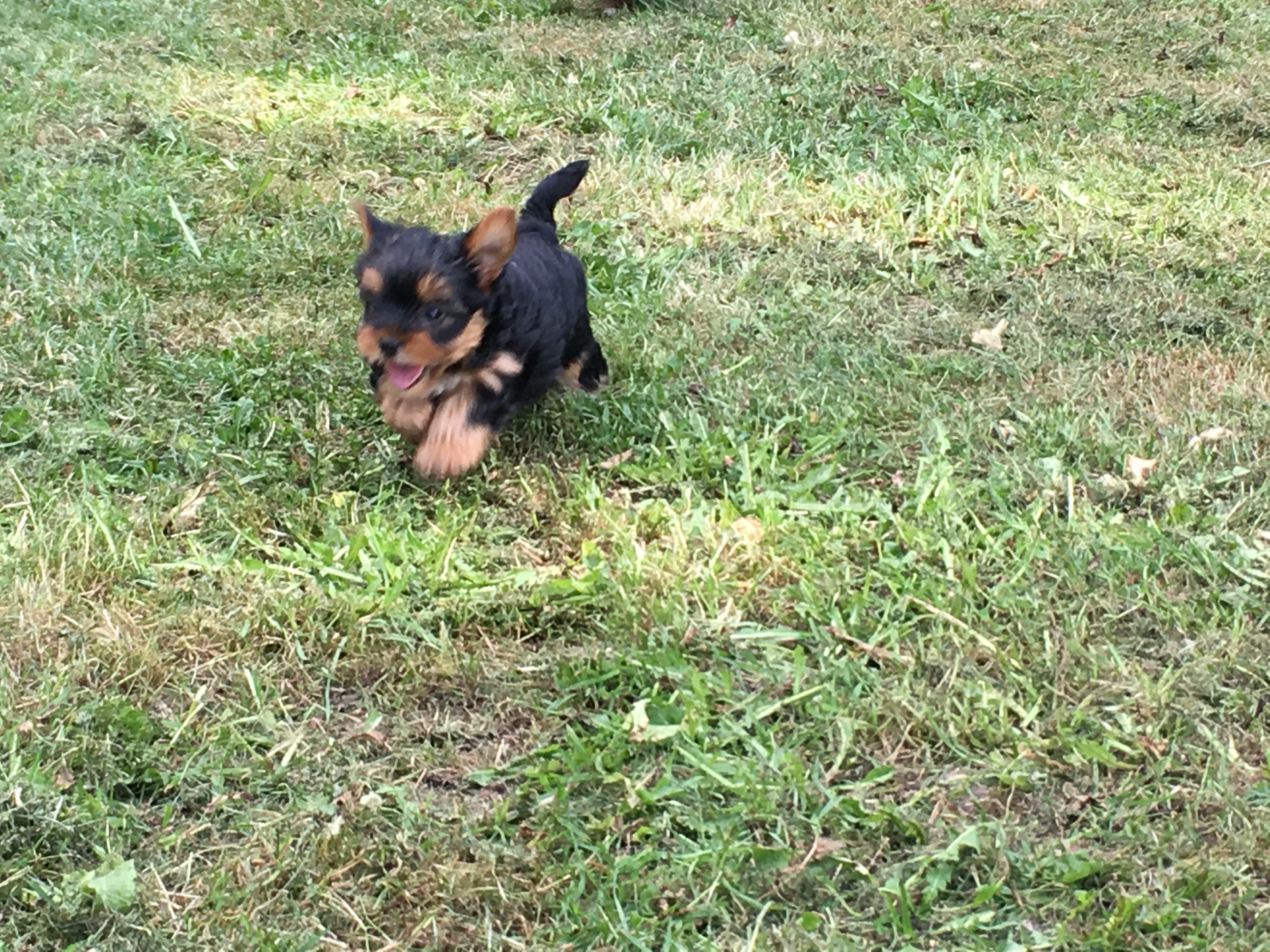 photo couvreur Zingueur